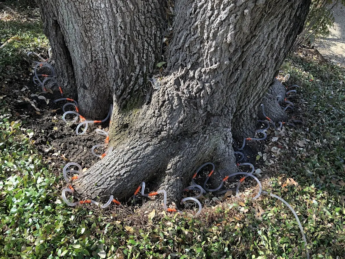 Detailed Tree Cabling and Bracing job site in Idalia