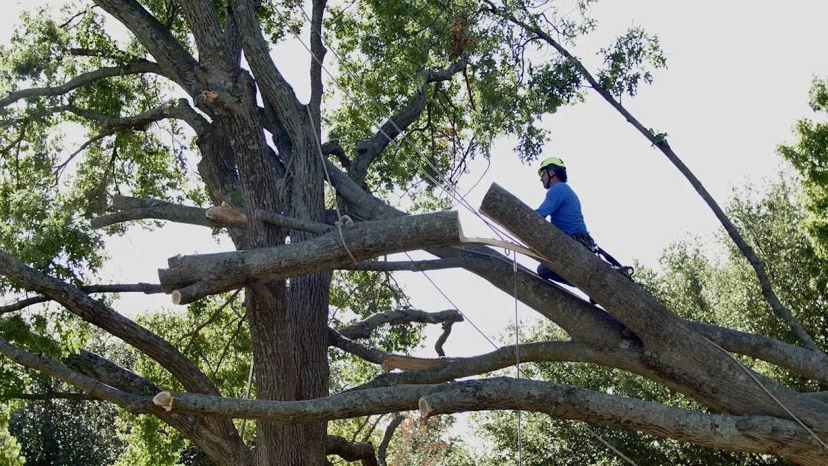 Professional Crown Thinning performed by certified arborists in Idalia
