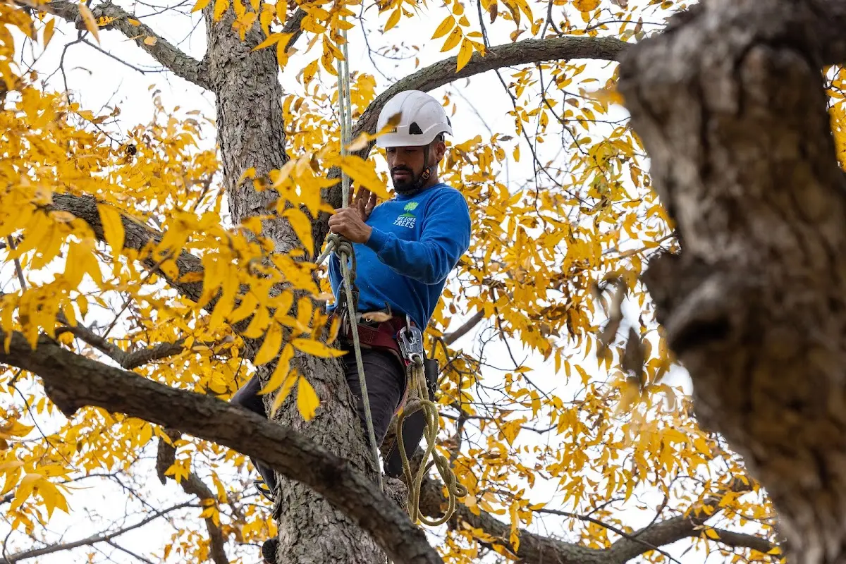 Skilled Tree Pruning crew working in Idalia